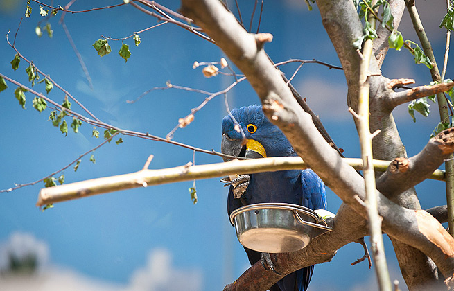 免费版本终身的免费电话短信轰炸机