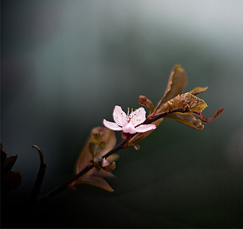 云呼免费网络电话