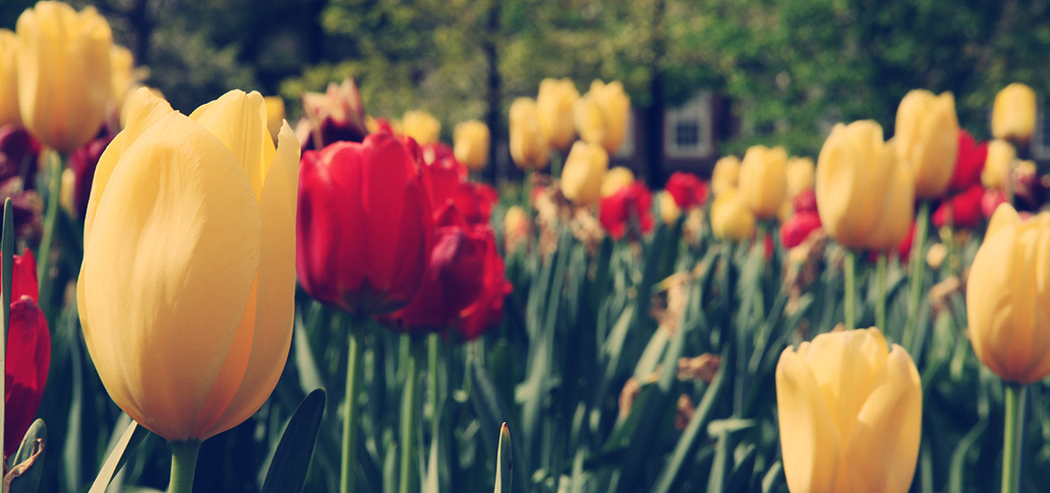 云呼网页版在线轰炸机